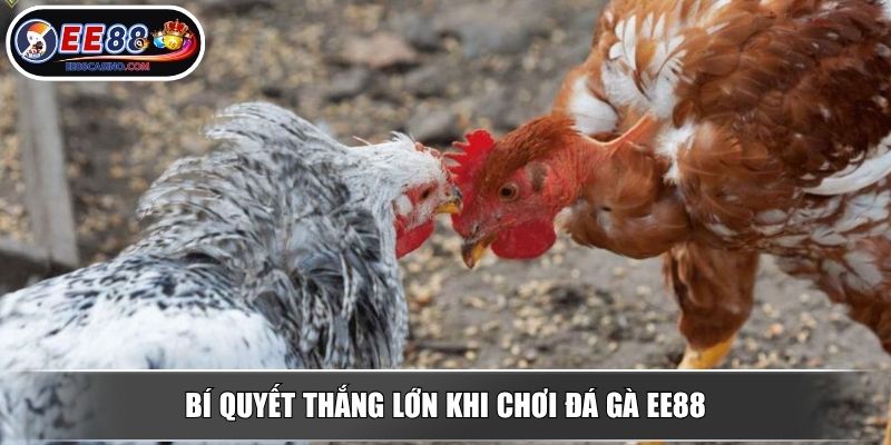 Bí quyết thắng lớn khi chơi đá gà EE88