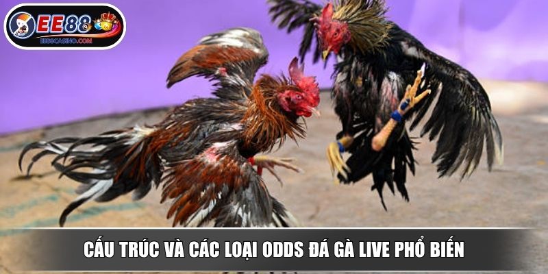 Cấu trúc và các loại odds đá gà live phổ biến