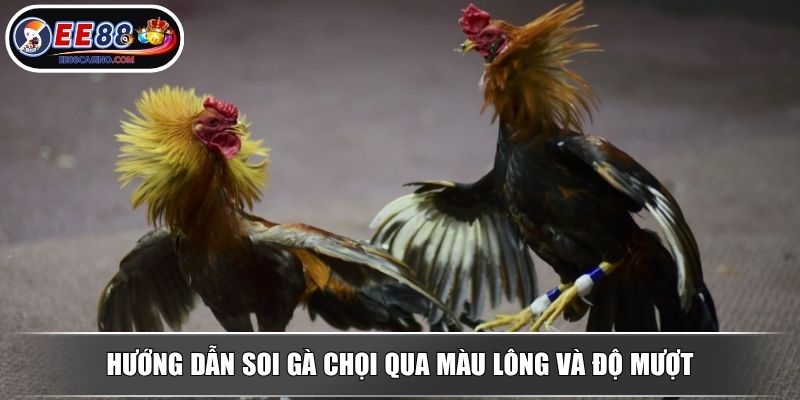 Hướng dẫn soi gà chọi qua màu lông và độ mượt