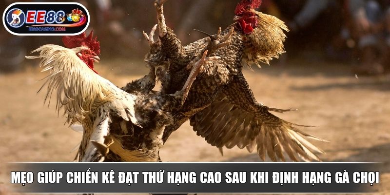 Mẹo giúp chiến kê đạt thứ hạng cao sau khi định hạng gà chọi