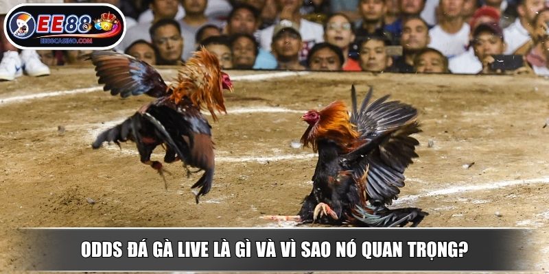 Odds đá gà live là gì và vì sao nó quan trọng?