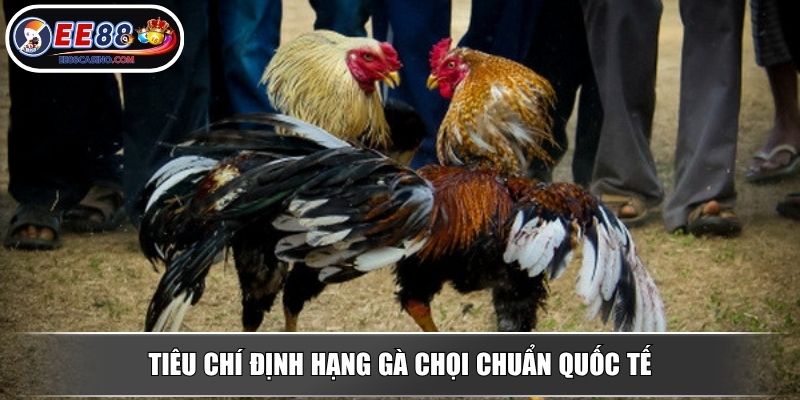 Tiêu chí định hạng gà chọi chuẩn quốc tế